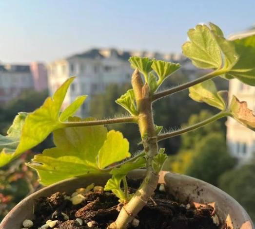 植物剃葉方法 植物剃葉方法