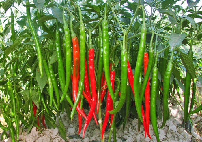 辣椒要每天澆水嗎