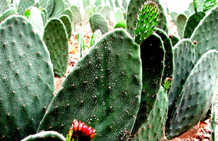 仙人掌施肥