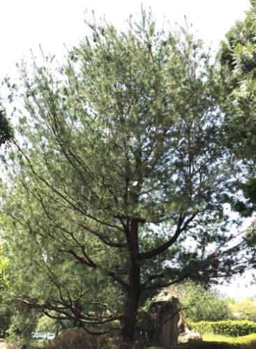 五葉松病害 五葉松病害