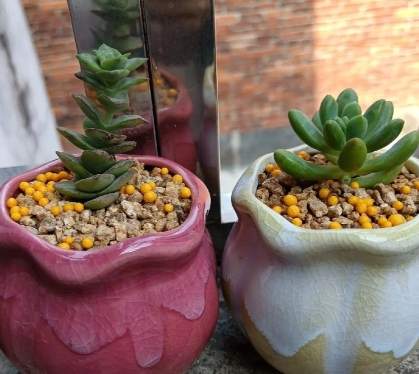 多肉植物燈推薦 多肉植物燈推薦