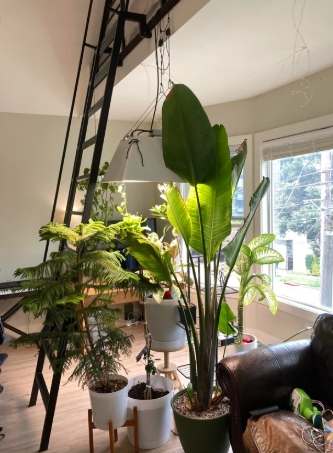 室內植物高度控制 室內植物高度控制