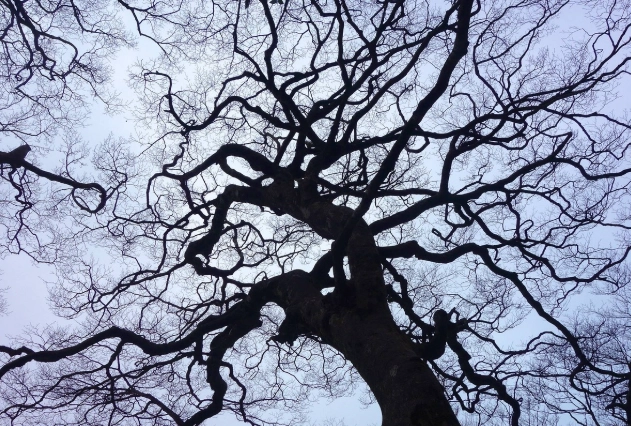 樹枯了還有救嗎