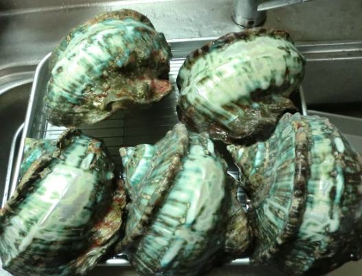 夜光貝好吃嗎 夜光貝好吃嗎