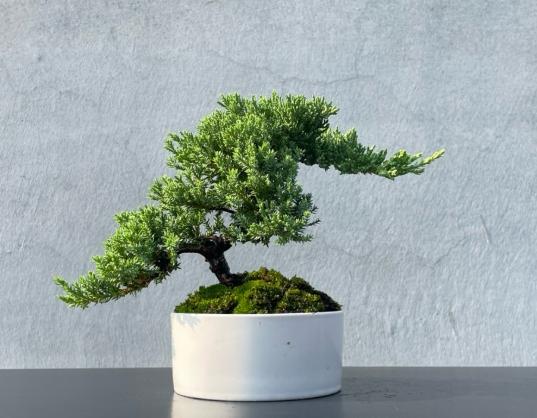 珍珠柏盆栽養護 珍珠柏盆栽養護