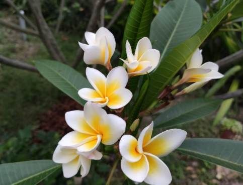 雞蛋花葉子焦黃 雞蛋花葉子焦黃