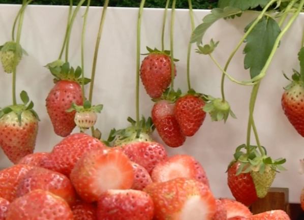 草莓品種缺點 草莓品種缺點