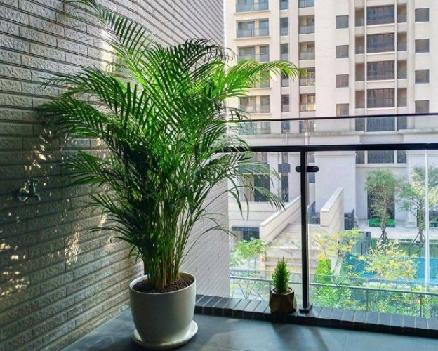 耐潮濕 植物 耐潮濕 植物