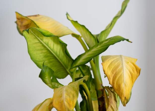 植物葉尖枯黃原因