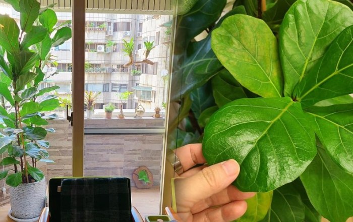 琴葉榕 葉子 掉落 琴葉榕 葉子 掉落