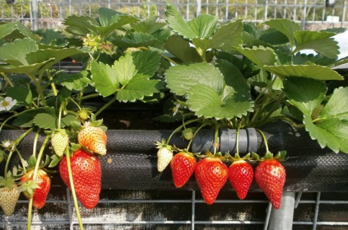 戀香草莓種子 戀香草莓種子