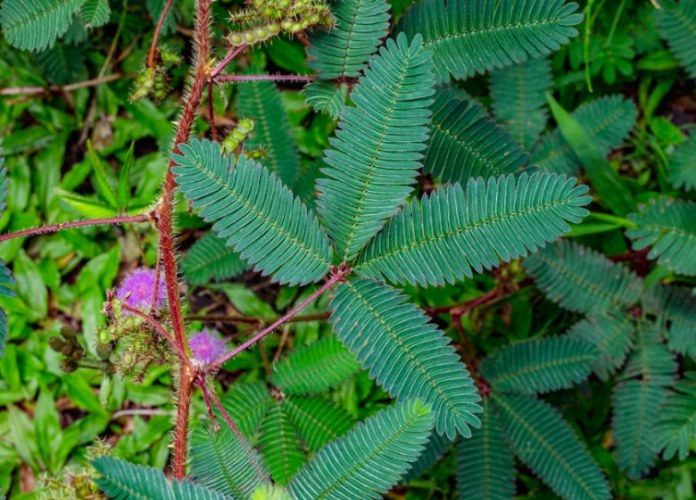含羞草樹照顧 含羞草樹照顧