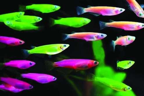 螢光魚生育 螢光魚生育