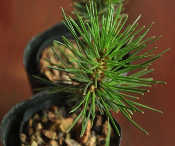 黑松種子發芽技巧 黑松種子發芽技巧