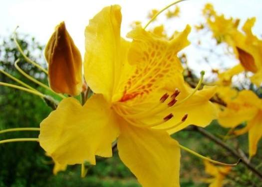 勒杜鵑中毒症狀 勒杜鵑中毒症狀