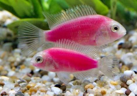 螢光魚飼養 螢光魚飼養