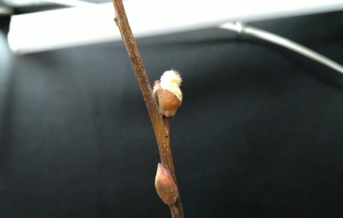 銀柳怎麼丟 銀柳怎麼丟