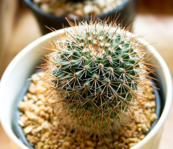 仙人掌突然軟掉 仙人掌突然軟掉