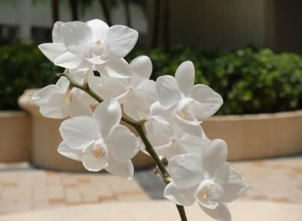 延長蘭花開花時間 延長蘭花開花時間