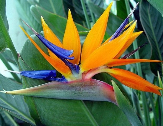 鹤望兰养护 鹤望兰养护