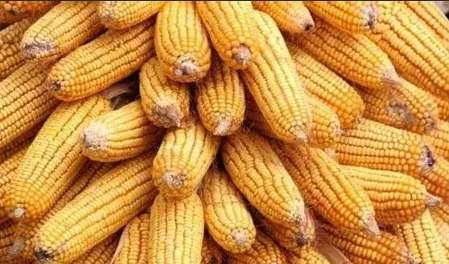玉米用途
