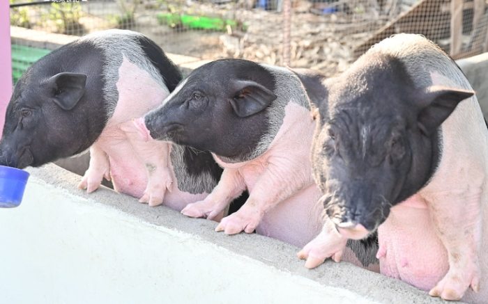 台中農場推薦 台中農場推薦