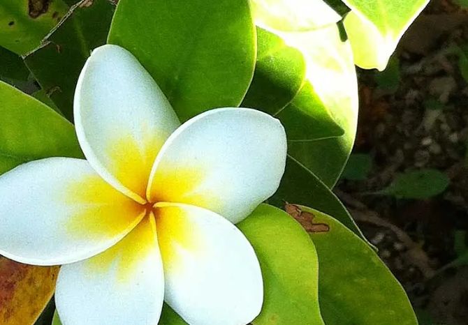 雞蛋花水培 雞蛋花水培