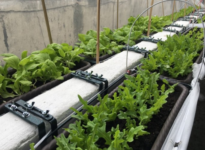 陽台種菜 陽台種菜