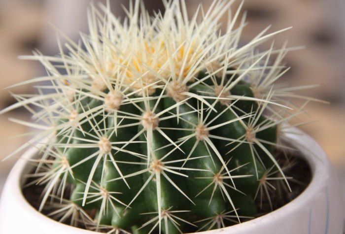 仙人掌急救方法 仙人掌急救方法