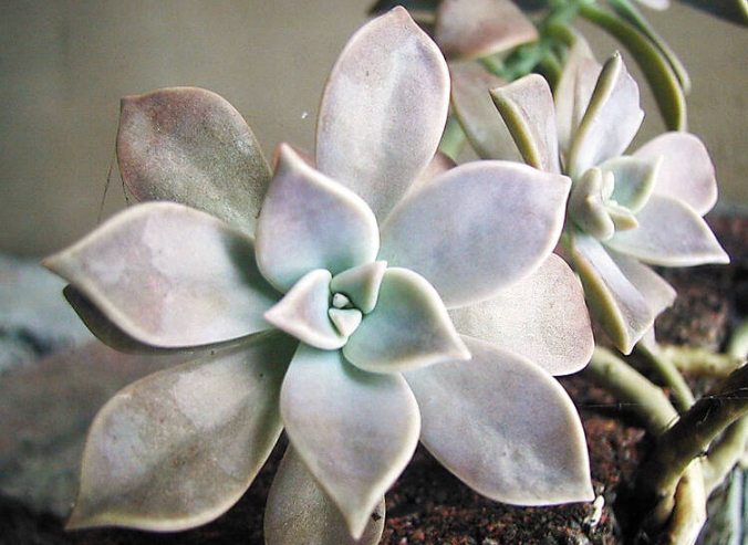 室內種植石蓮花 室內種植石蓮花