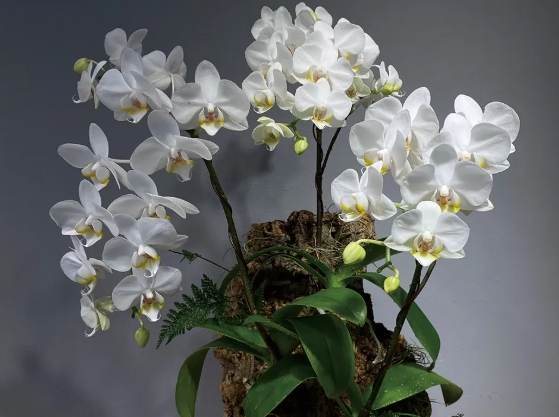 蘭花板植材質 蘭花板植材質