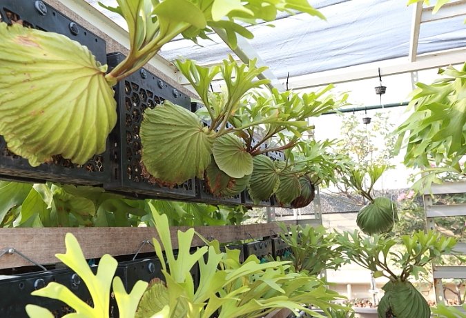 蘭花蛇木板替代 蘭花蛇木板替代