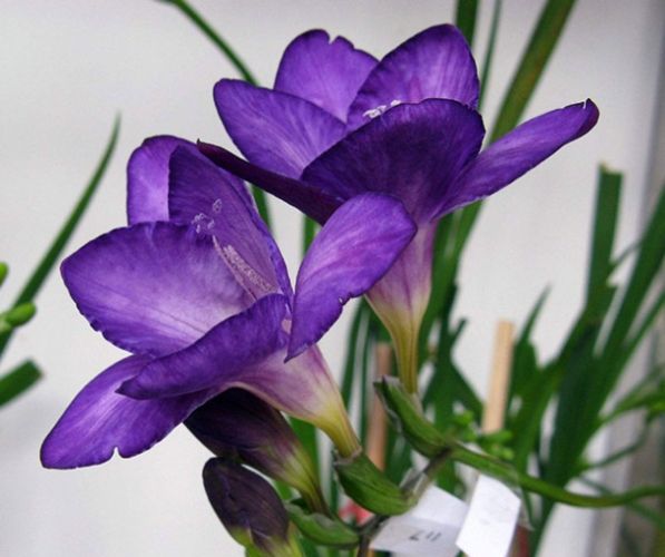 白色小蒼蘭花語