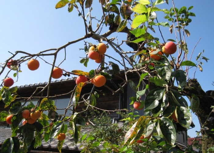 柿子樹繁殖方法 柿子樹繁殖方法