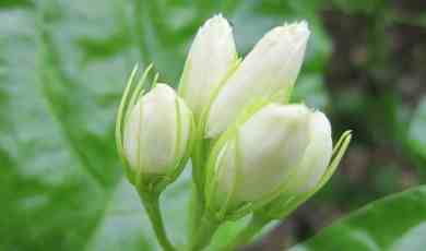 桔梗果實使用 桔梗果實使用