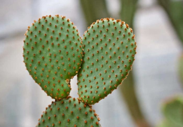 仙人掌砍半方法