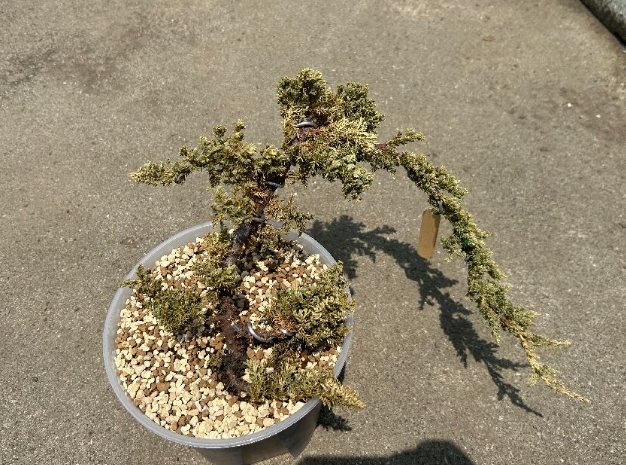 珍珠柏變黃 珍珠柏變黃