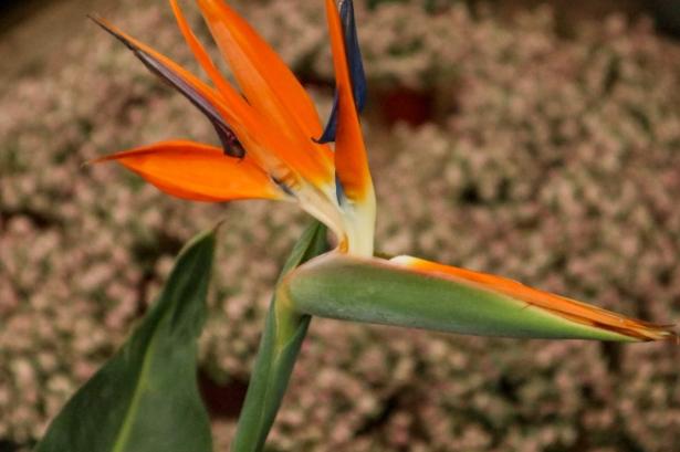 鹤望兰品种 鹤望兰品种