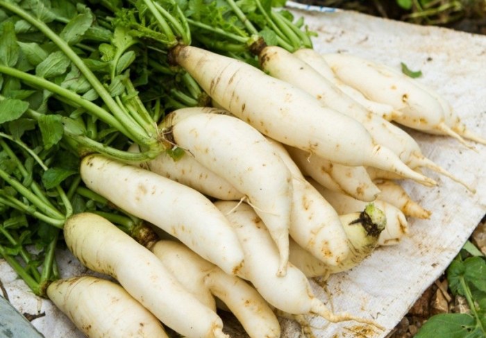 白蘿蔔中醫功效 白蘿蔔中醫功效