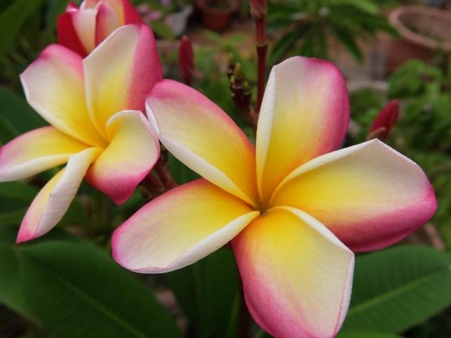 雞蛋花開花時間 雞蛋花開花時間