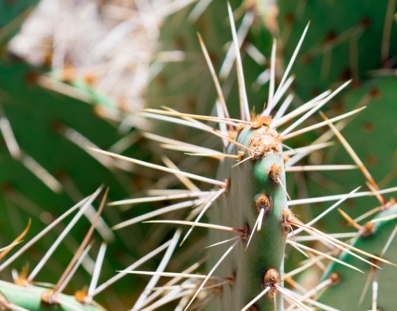 仙人掌急救方法