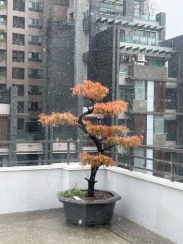 松樹葉子變黃 松樹葉子變黃