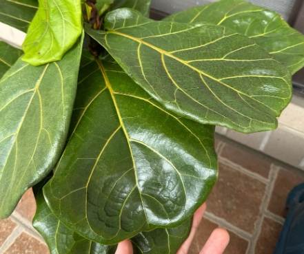 琴葉榕 長 葉子 琴葉榕 長 葉子