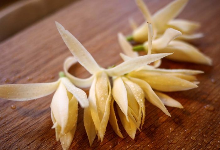 白玉蘭葉精油功效 白玉蘭葉精油功效