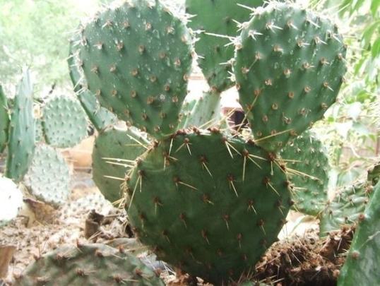 仙人掌根系 仙人掌根系