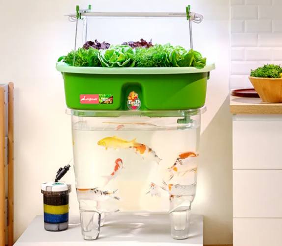 魚菜共生適合植物 魚菜共生適合植物