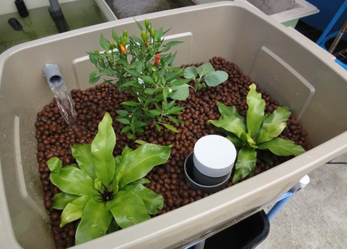 魚菜共生失敗 魚菜共生失敗