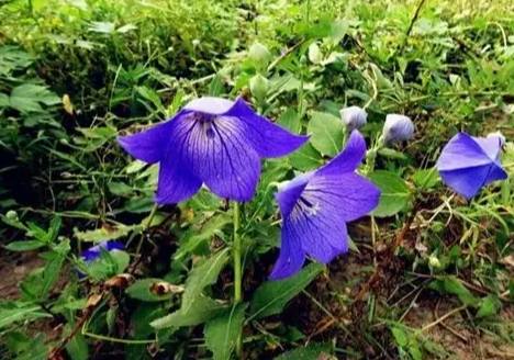 藍色桔梗種植 藍色桔梗種植