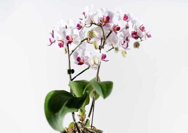 如何讓蘭花花苞開花