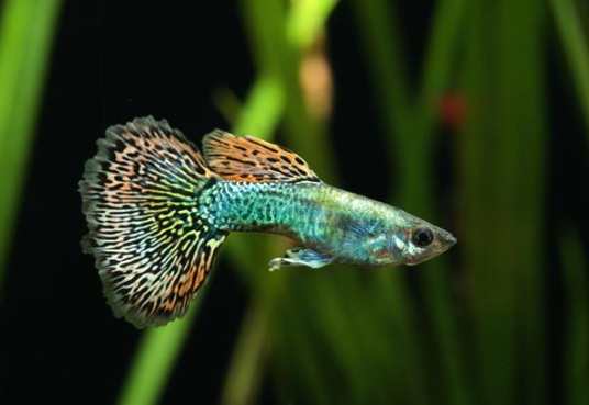 孔雀魚混養魚種 孔雀魚混養魚種